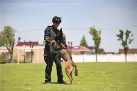 能搜爆，更能当“戏精”！当警犬“椰sir”成了网红……图片