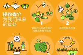小蜜蜂的大担当 农业里的“甜蜜之翼”图片