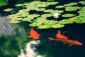 摄影师驾到丨鱼戏莲叶间图片