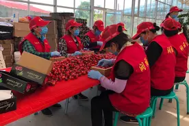 易县扶贫樱桃迎收获季 每日向北京市场输送近10吨图片