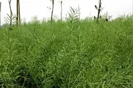 大门岛油菜籽丰收在望图片