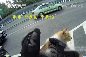 小猫被困早高峰车流中 交警暖心救助视频封面
