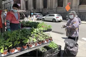居家避疫兴起种菜热 纽约华人摆摊卖菜苗生意火图片