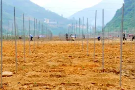 望谟县因地制宜大力推进农村产业革命助力脱贫攻坚图片