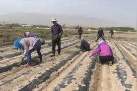 酒泉肃北：移栽花苗静待花开喜迎八方客图片