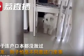 情侣 520 领结婚证当天被狗啃碎，网友：狗子怕是不同意这门亲事图片