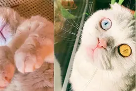 俄罗斯一只宠物猫拥有罕见双色瞳图片