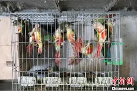 近900只鹦鹉藏身浙江台州一民房 警方抓获9名犯罪嫌疑人图片
