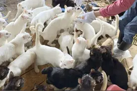 猫咪集中营？日本一户民居挤满238只猫，骨瘦如柴臭气熏天图片