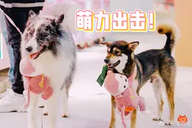 《汪喵物语》萌动上线 萌宠题材带来暖心治愈图片