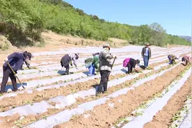 滦平县于营村：喜栽产业苗 静待甜蜜果图片