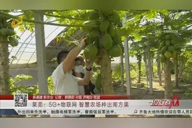 厉害了！济南莱芜有个5G智慧果园，木瓜、莲雾等南方水果现摘现吃视频封面