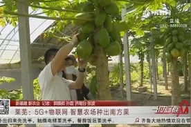 厉害了！济南莱芜有个5G智慧果园，木瓜、莲雾等南方水果现摘现吃视频封面
