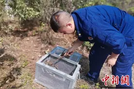 小学生救助国家二级保护动物猫头鹰 交给警察放归自然图片