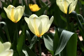 郁金香——学名：Tulipa gesneriana L.图片