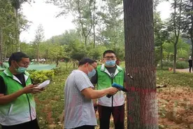 漯河：杨柳絮“漫天飞舞”有望景象不再图片