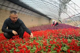 包头市青山区：“小草莓”打开村民致富路图片