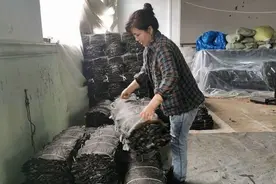 这就是山东｜烟台大钦岛加工整理海带的场景，很辛苦，也很幸福！视频封面