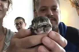 美国一宠物猫生下神奇“双面猫”：一个嘴进食另一个喵喵叫图片