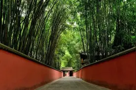 知见诗社 |《成都竹风景》——作者：杨虎图片