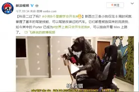 网友：成精了！感觉有被冒犯到！新西兰的三条小狗仅8个星期学会开车，是如何训练小狗开车的？图片