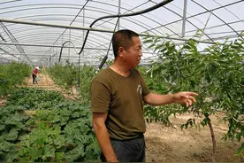 “红枣大棚”话收成图片