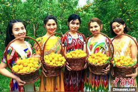 新疆托克逊县：“杏花仙子”为“中国早熟杏之乡”代言图片