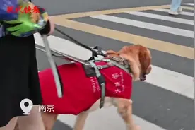 南京2万多盲人只有4只导盲犬，为何导盲犬在国内“一狗难求”？图片