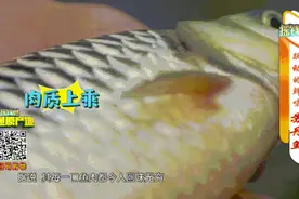 来自马来西亚，肚里没“黑膜”的“怪”鱼，通叔吃过直夸“靓”图片