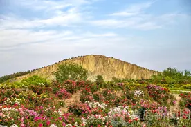 青岛马山玫瑰园进入盛花期 玫瑰花争奇斗艳香气袭人图片