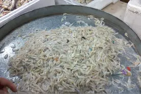 崇明这道鲜是“纯天然味精”！图片