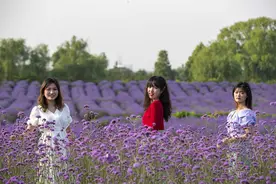视觉江苏：泰州市海陵农业园区香草湾薰衣草主题庄园景区紫色花海引客来图片