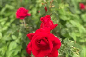 观澜｜为什么说，你送给女朋友的玫瑰花可能是“张冠李戴”？图片