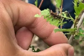 蝗虫“小面积高密度聚集”！哈尔滨防治效果达90%以上图片
