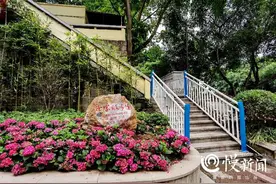 看见 | 从长江一路直达鹅岭公园“荒坡”成了步道游园 请你来走一走图片