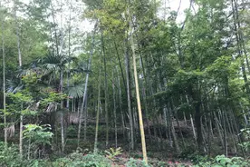 舟山建设林下经济种植示范基地 三叶青、白芨“苗宝宝”安家长岗山森林公园图片