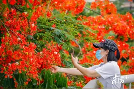 “花痴”上线！凤凰花开，最是那一抹“海珠红”图片