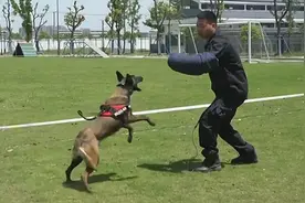 探营公安警犬基地：看警犬“上天入地”视频封面