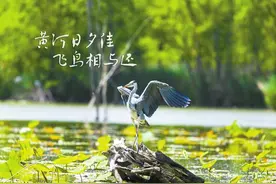 黄河日夕佳 飞鸟相与还图片