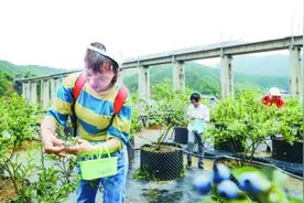 昔日弃土场 今日蓝莓园图片