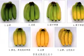 黄香蕉、绿香蕉、红香蕉，香蕉到底怎么挑？图片