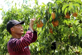 河南：绿色林果美化人居环境助力林农增收图片
