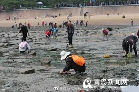 气温渐高去哪玩？青岛赶海攻略来啦！挖蛤蜊捉螃蟹，轻松收获小海鲜图片