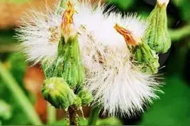 胖胖的苦苣菜种子，像蒲公英一样图片