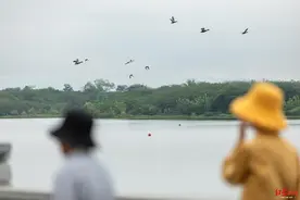 万万没想到，成都市内竟藏着这样一座“鸟岛”……图片