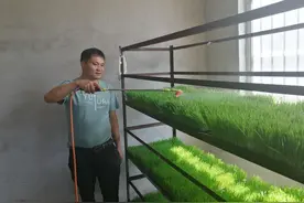 蚌埠五河县：品一杯加勋夫妇的小麦草汁图片