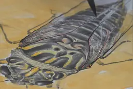 烟台莱州：草根画家“蝉”意人生图片