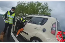 奇葩！女司机高速停车遛狗图片