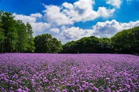 共青森林公园这片紫色的柳叶马鞭草花海美翻了图片