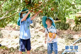 海口火山“荔枝王”香溢互联网图片